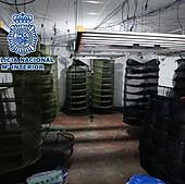 Desarticulada una banda que traficaba con marihuana a gran escala desde el Medio Vinalopó