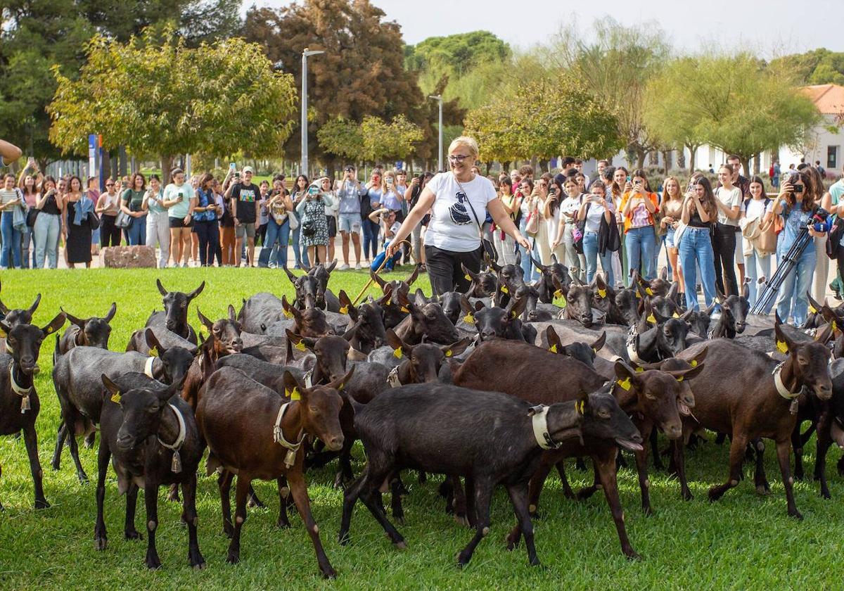 Las ovejas visitarán la Universidad de Alicante este jueves