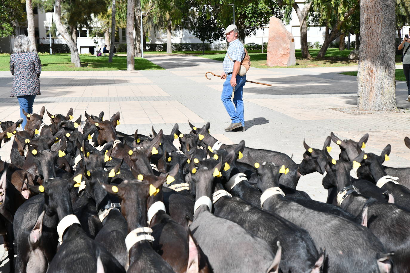 Las ovejas pasean por el campus de la UA
