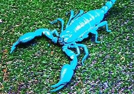 Especie de escorpión bioluminiscente.