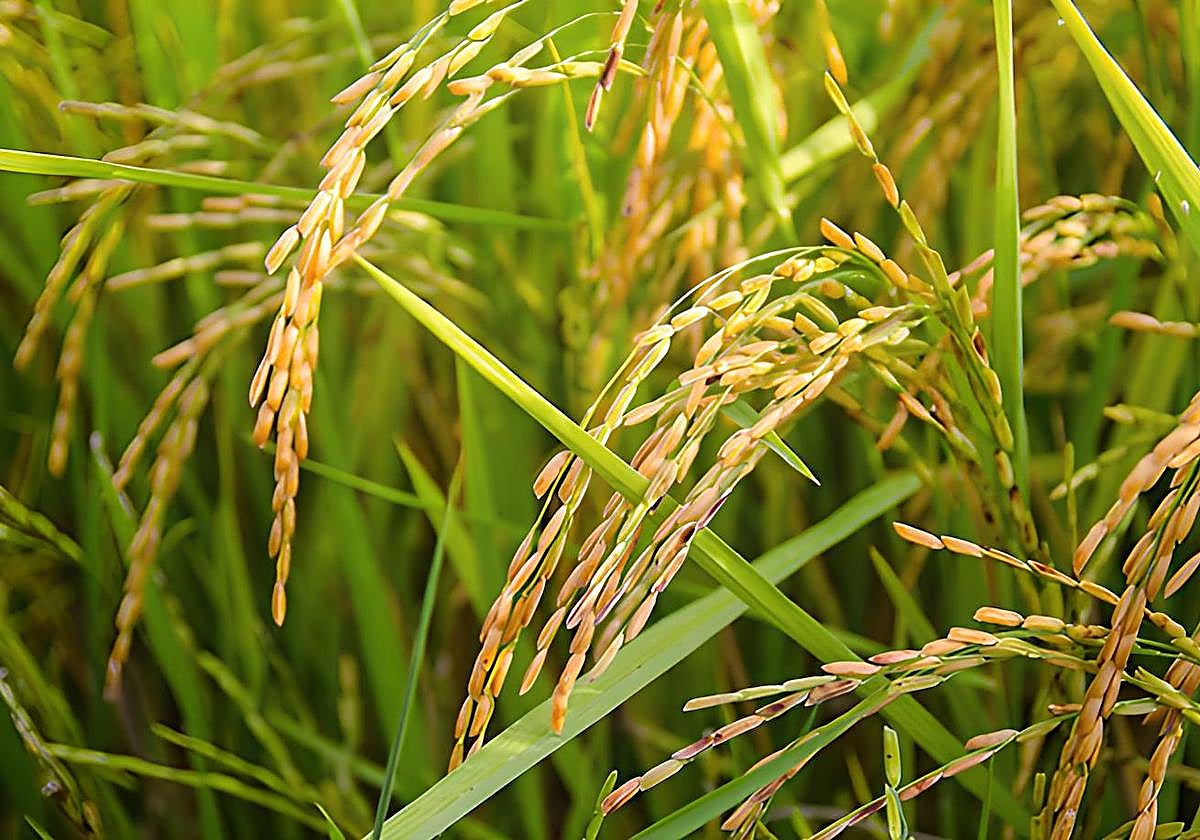 Cultivo de arroz de Pego