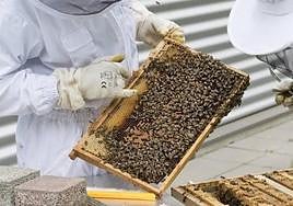 Apicultores con un panal de abejas.
