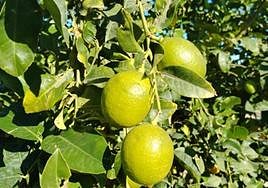Limones en una huerta de Orihuela.