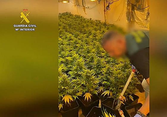 Un guardia civil, en la plantación descubierta.