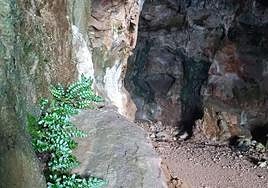 Helecho marino, introducido por Medio Ambiente.