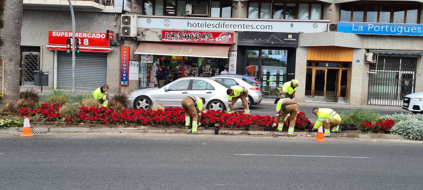 Alicante se tapiza de flores y adornos navideños