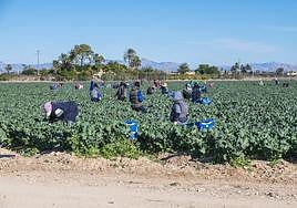 Campo de cultivo en Elche.