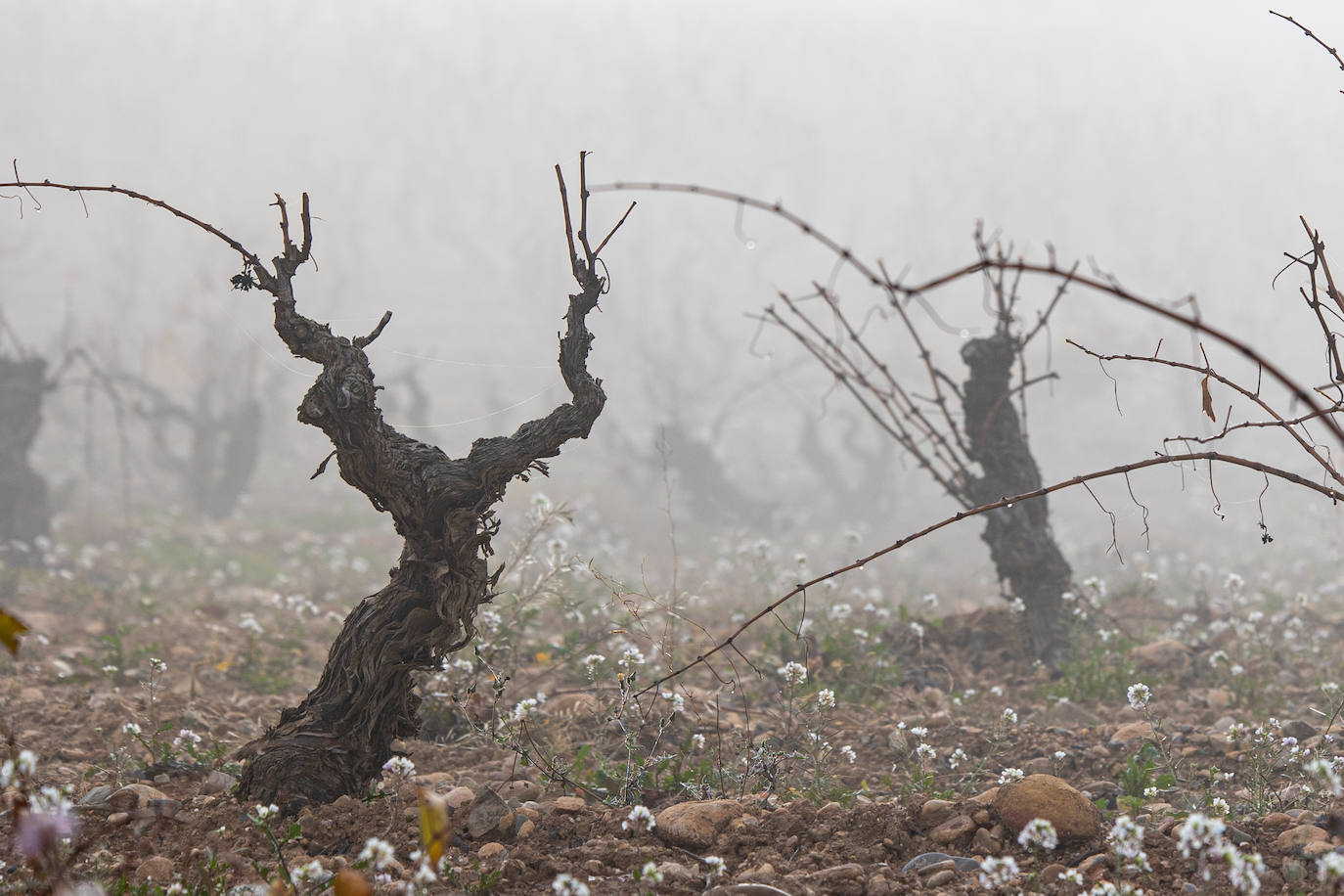 Bancos de niebla sobre un viñedo.