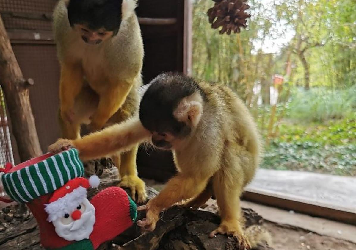 Piñas rellenas y otros platos con los que los animales de Terra Natura celebran la Navidad