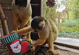 Animales de Terra Natura Benidorm con sus detalles navideños.