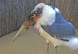 La nueva ave de Terra Natura.