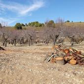 El sector agrícola se lanza al rescate del cultivo del almendro y del paisaje de la Montaña de Alicante