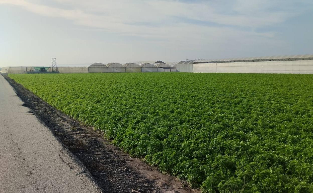 Plantación agrícola ubicada en el término municipal de Elche. 