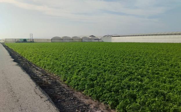 Más requisitos ambientales y menos ayudas económicas: la indignación de los agricultores | Asaja-Alicante critica la nueva Política Agraria Comunitaria (PAC)