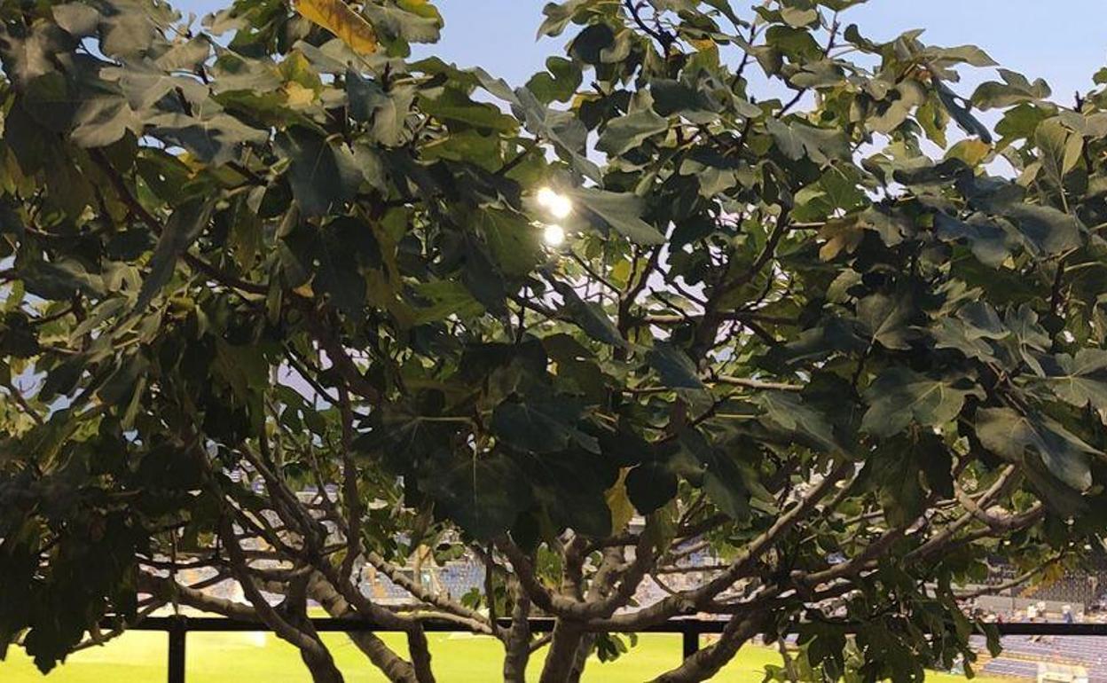 La higuera del Rico Pérez.