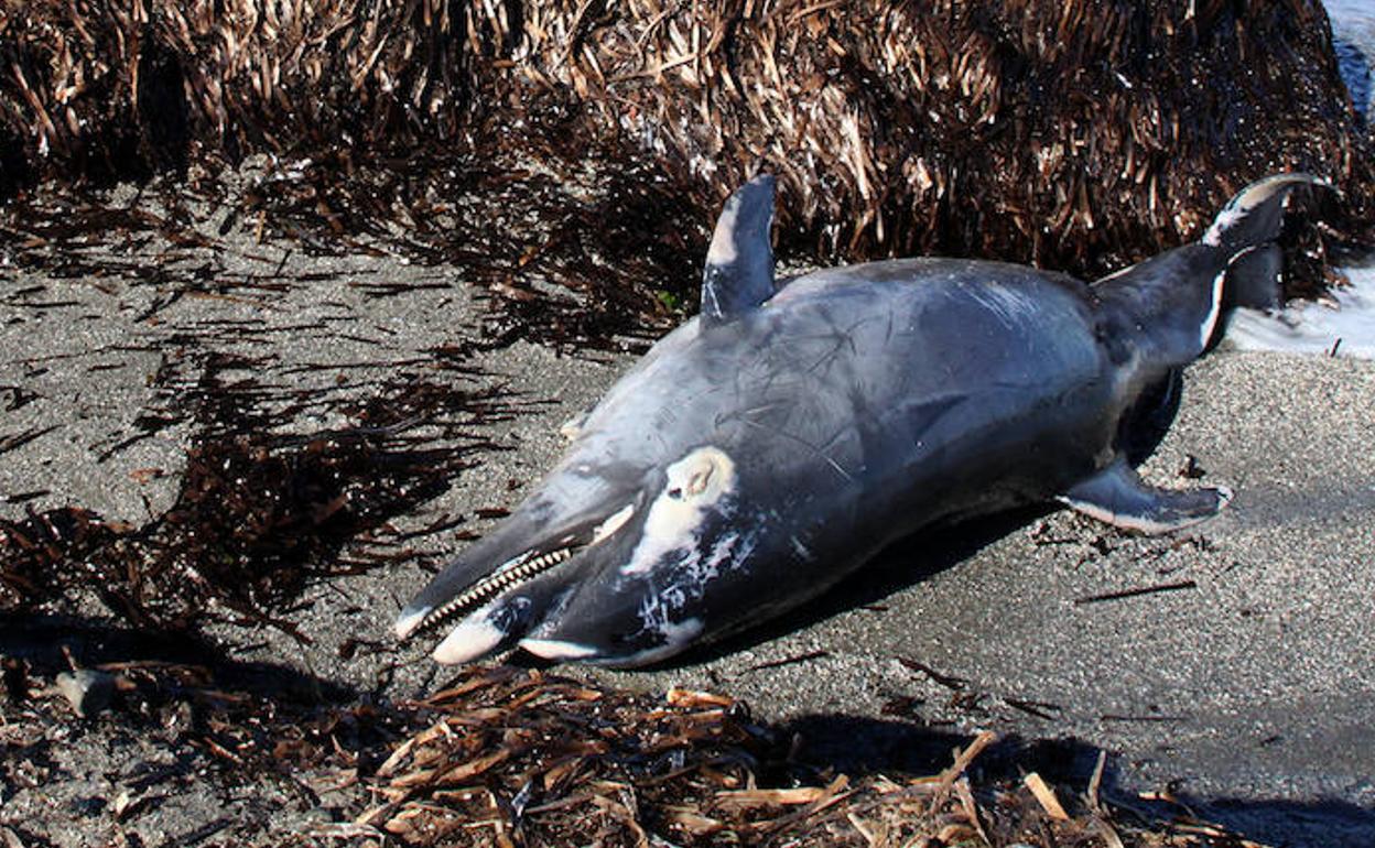 Ejemplar de delfín muerto, aparecido en Dénia.