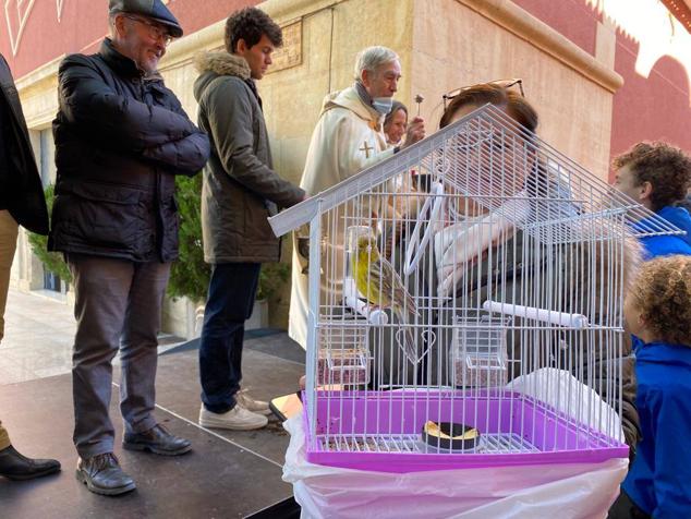 Fotos: El Campello recupera la fiesta de Sant Antoni del Porquet con una alta participación