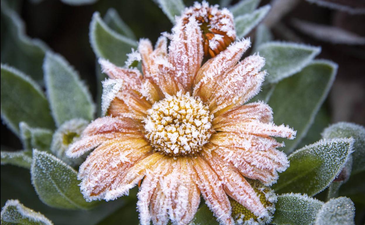 Una flor congelada durante las primeras horas de la mañana 