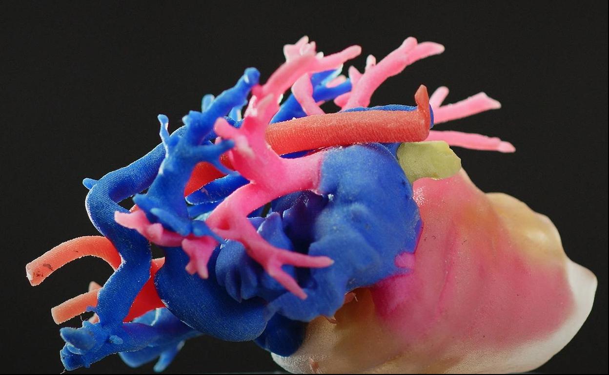Corazón creado en 3D para la práctica de la cirugía.