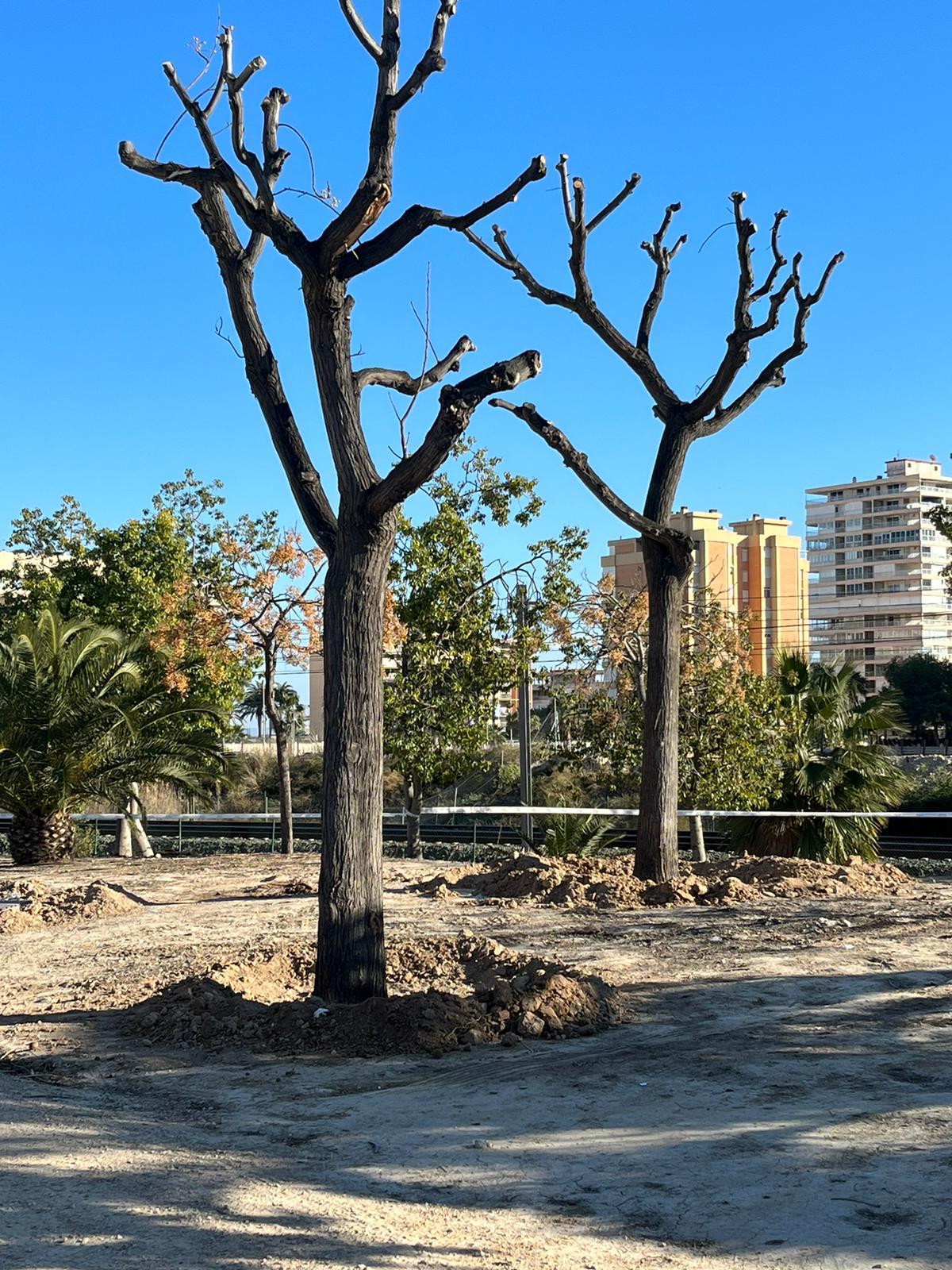 Imagen - Imagen de las melias en su nueva ubicación