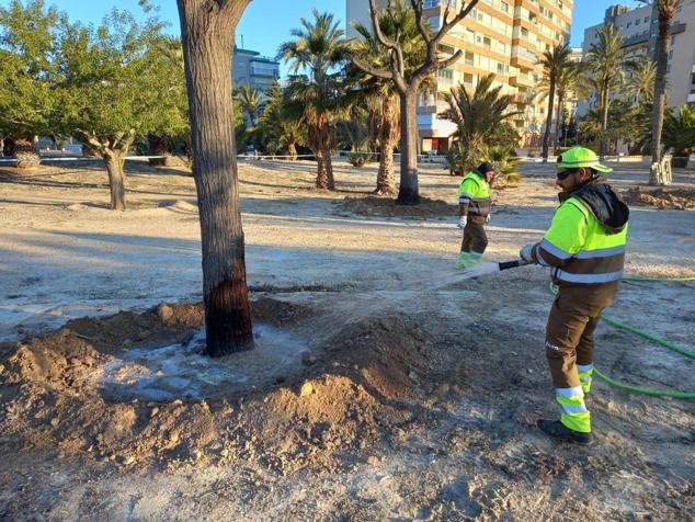 Fotos: La nueva vida de las melias