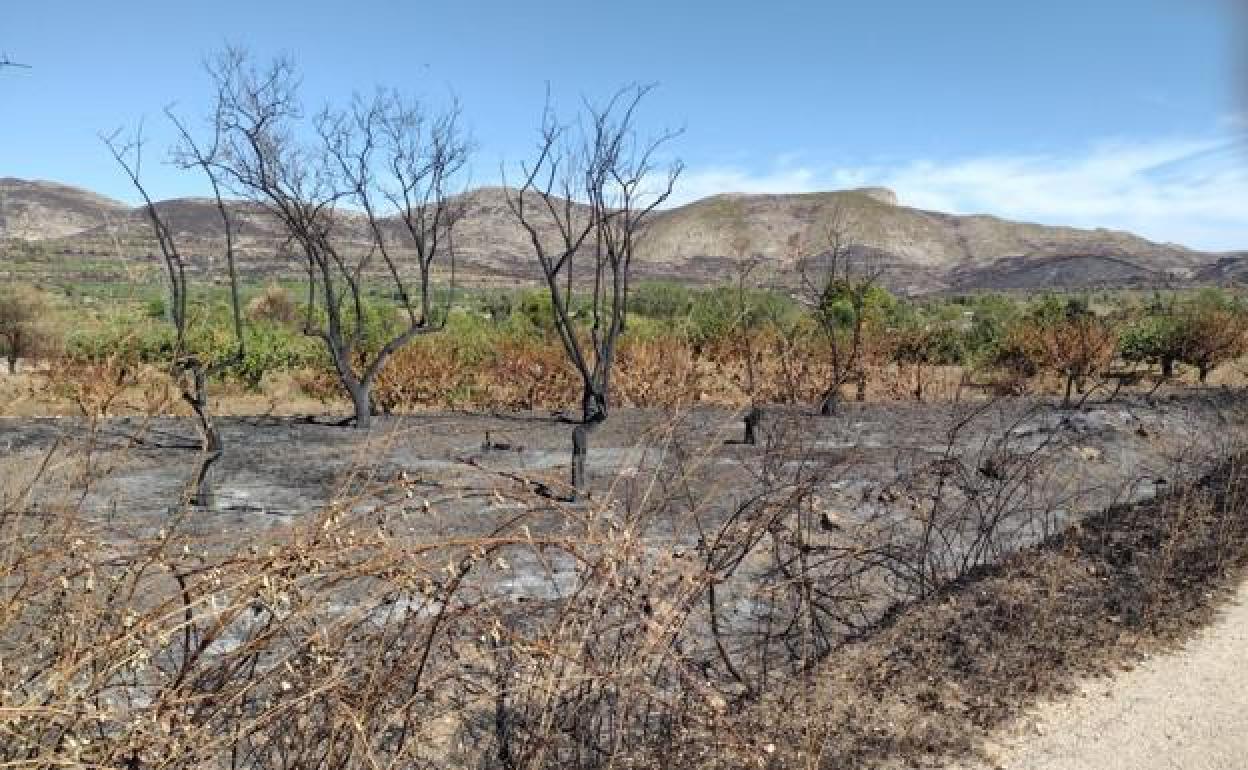 Campo de cultivo calcinado en la Vall d'Alcalà, seis meses después del paso de las llamas 