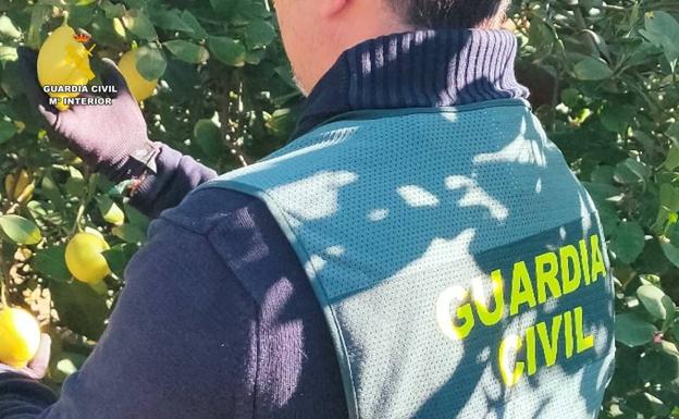 SUCESOS: &#039;Operación Gueno&#039;: 200.000 kilos de limones estafados en la Vega Baja