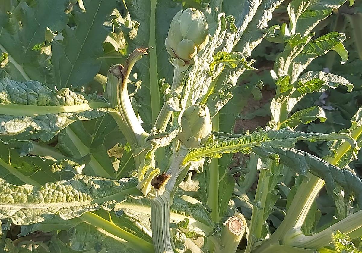 Destrozos en plantas de alcachofa en los campos de la Vega Baja.