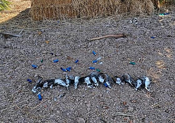 Tórtolas abatidas y restos de los cartuchos.