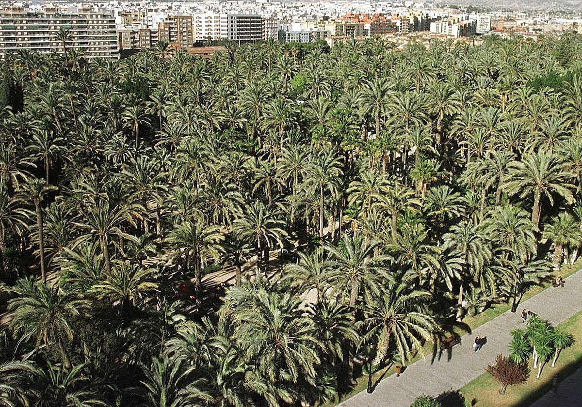 Imagen del Palmeral de Elche tomada hace casi un cuarto de siglo.