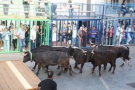 Celebración dels Bous al Carrer en Xàbia.