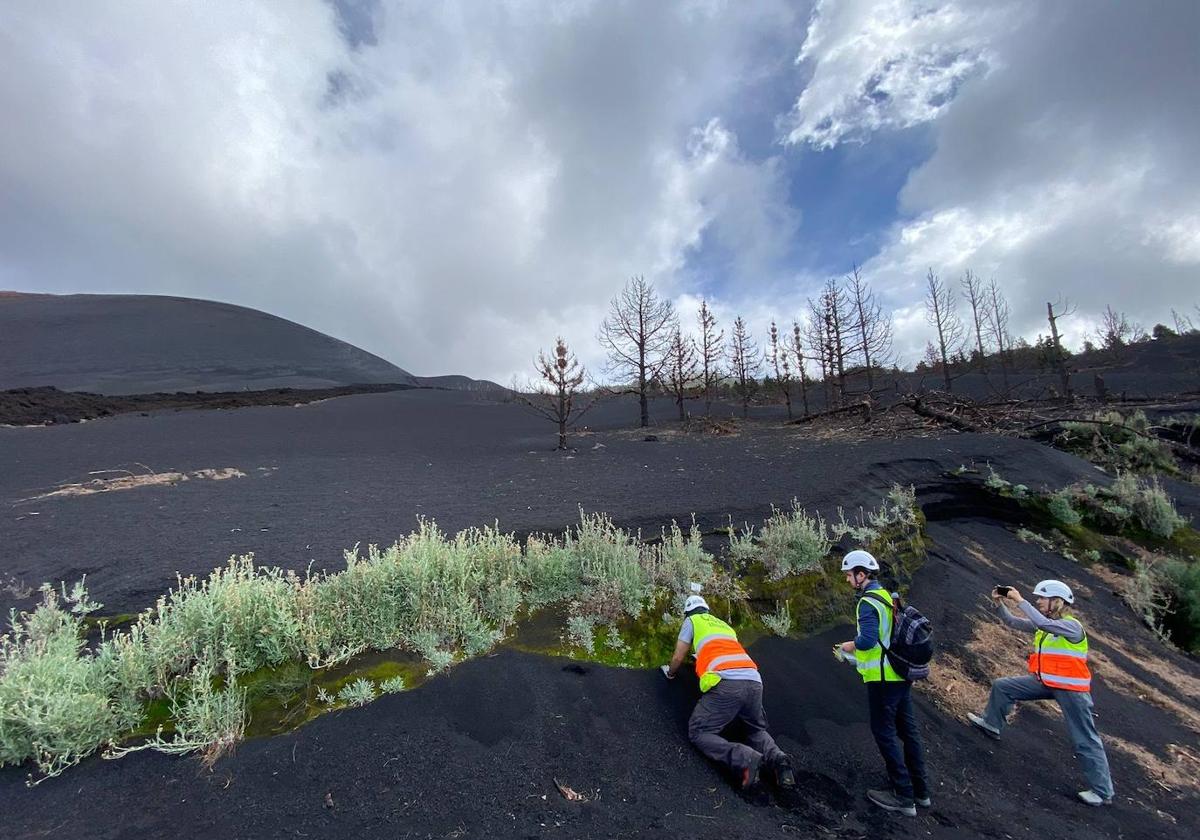 La UMH llega hasta La Palma para estudiar los restos de la erupción volcánica