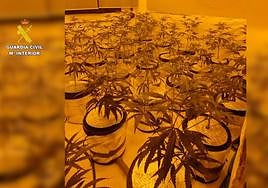 La plantación de marihuana descubierta por la Guardia Civil.