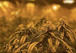 Platanción de marihuana.