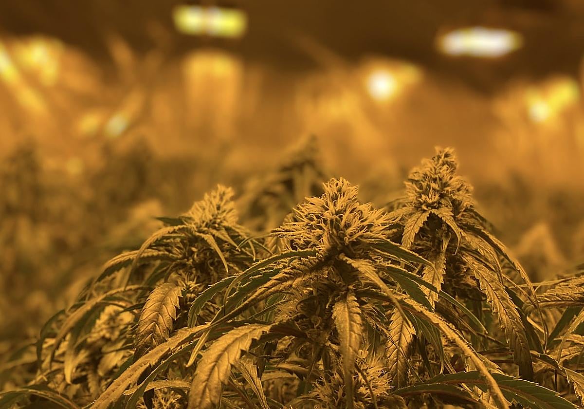 Platanción de marihuana.