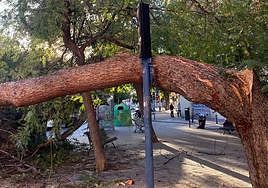 El ejemplar que ha caído sobre el moviliario urbano.