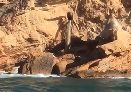 La cascada de aguas residuales sin tratar a la altura de la conocida como Punta Escaleta.