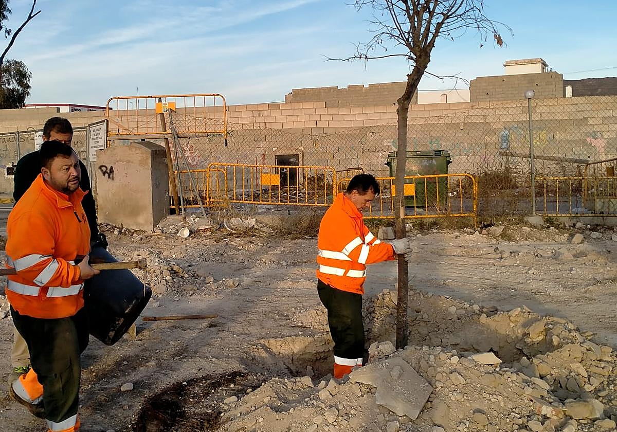 Operarios municipales plantan un árbol en El Campello.