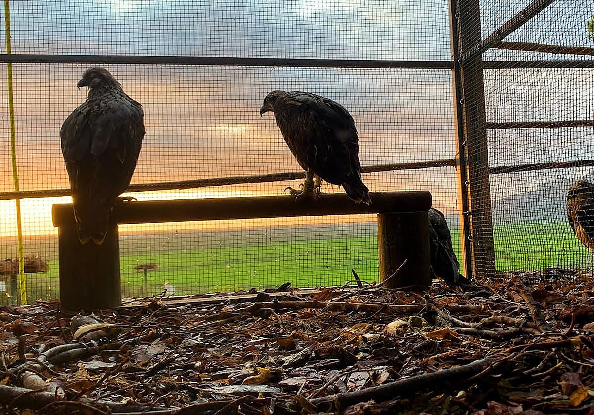 Dos ejemplares de águila pescadora.