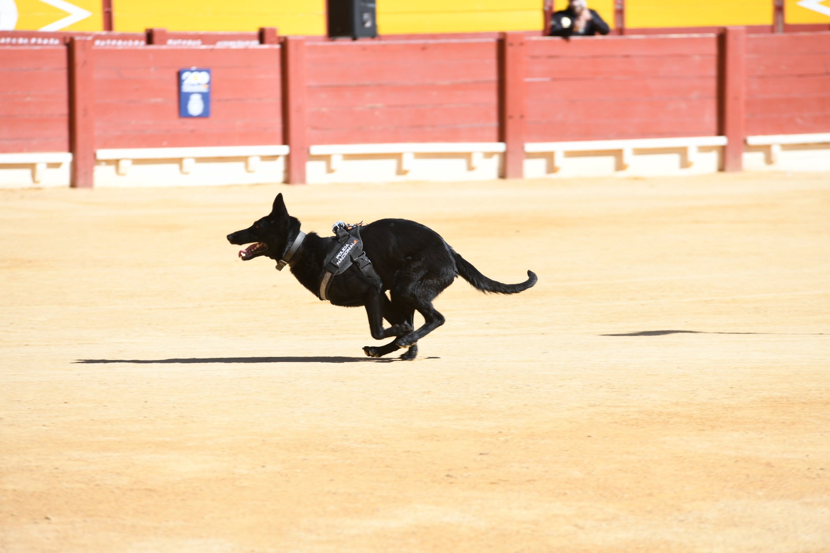 Imágenes de la espectacular exhibición de la Policía Nacional en Alicante