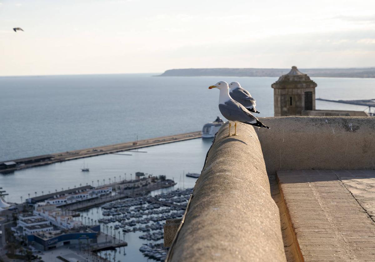 Gaviotas madrugadoras en el castillo de Santa Bárbara.