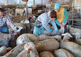 Veterinarios vacunan a ovejas en una explotación ganadera de Alicante.