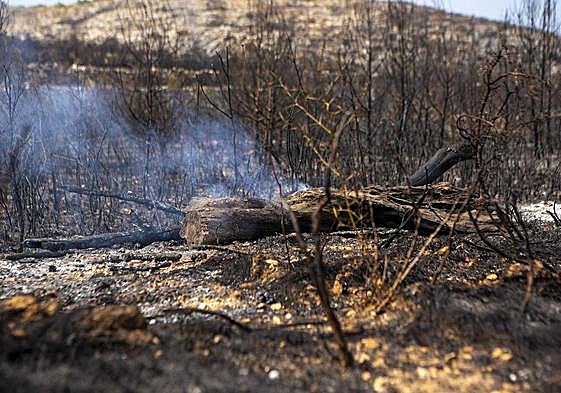 Monte quemado por el incendio forestal en Vall d´Ebo.