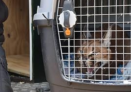 Lince rescatado y trasladado a Villena.