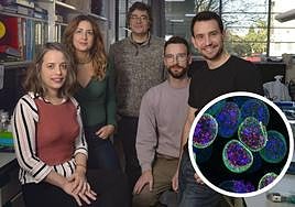 Los investigadores del IN-CSIC-UMH Carina Racovac Farinha, Beatriz del Blanco Pablos, Angel Barco Guerrero, Juan Paraíso Luna y Sergio Niñerola Rives; junto a una imagen de neuronas del cerebro de ratones adultos.