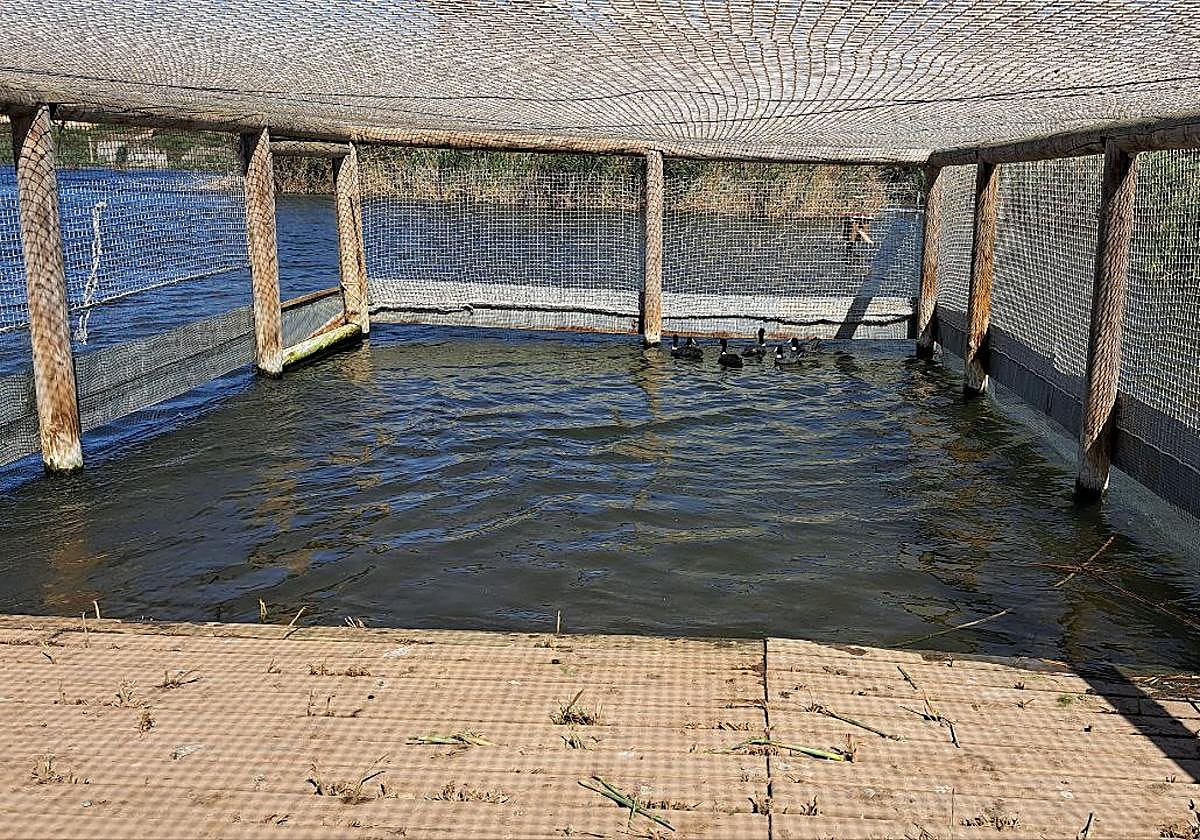 Varios ejemplares de las aves acuáticas en peligro de extinción liberadas en Elche.
