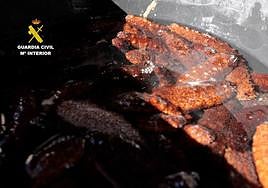 Saco con los pepinos de mar.