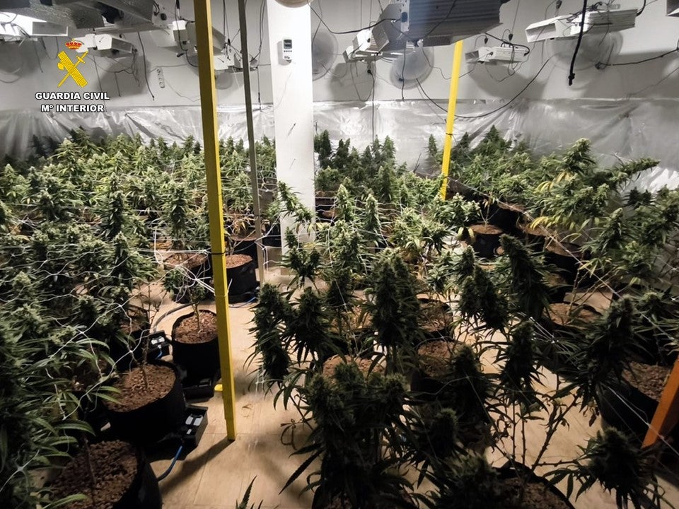 Las plantas de 'maría' intervenidas por la Guardia Civil.