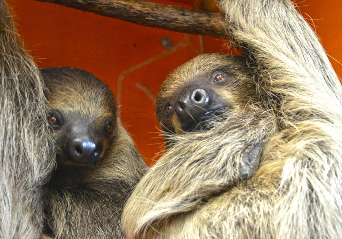El macho y la hembra de perezoso de Terra Natura Benidorm viven su &#039;First Dates&#039;