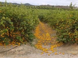 Limones en el suelo de un cultivo.